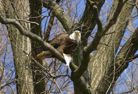 Eagle - sky, eagle, animal, tree, bird