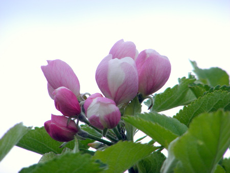 Appleblossom buds. - blossom, apples, trees, pink