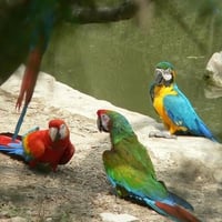 Macaws