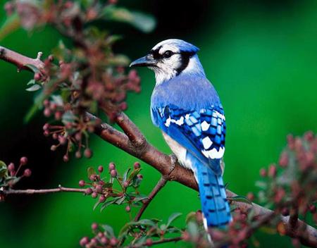 Blue Jay - animal, bird, blue jay