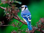 Blue Jay