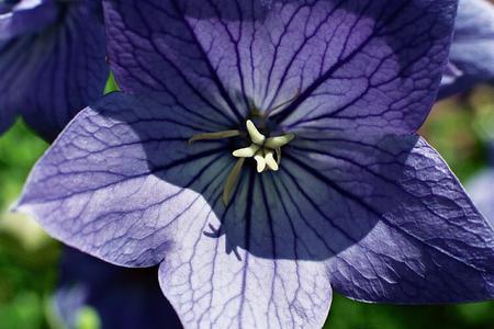 Flower - sunlight, flower, nature