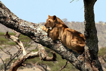 Lioness - animal, lioness, tree, cat, sky