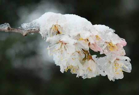 Winter Stayed Late - yellow, snow, petals, pink, blossom, cherry