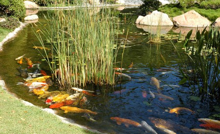 Feeding Time - water, reeds, pond, koi, fish, stones, carp