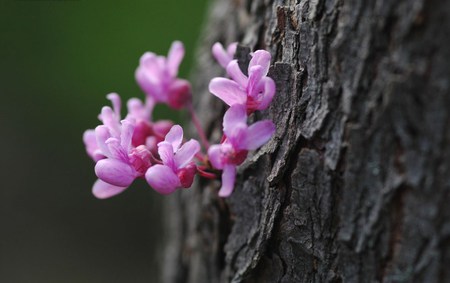 Clinging to Life - bark, pretty, petals, pink, tree, flower