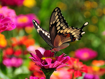 Meal for One - flowers, black, cream, legs, wings, butterfly, pink, body