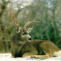 Deer in the Snow