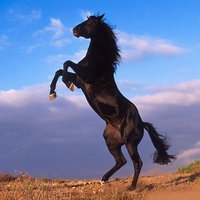 Black Stallion Rearing