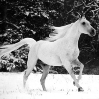 White Stallion in the Snow