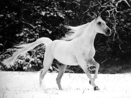 White Stallion in the Snow - cold, stallions, horses, snowing