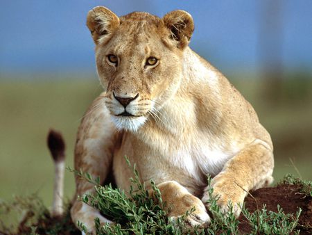 Predatory Stare Lioness - cats, lioness, nature, animals