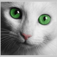 Cat Green Eyes