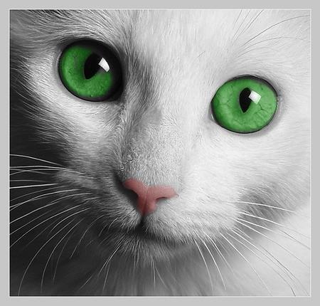 Cat Green Eyes