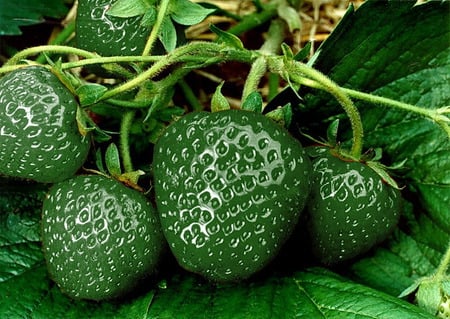 Greenberries - berries, abstract, green, wet, art