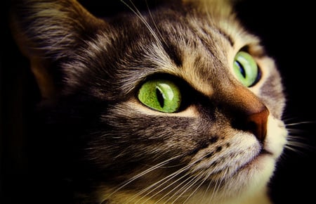 Emerald Gaze - cat face, brown tabby, green eyes, emerald eyes