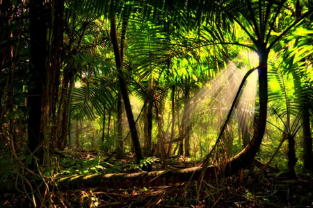 Amazonion Rainforest - trees, forest, rainforest, amazon, sun beams, sun rays, mist