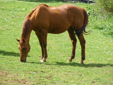 red horse - red, horse, beautiful, field, eating grass