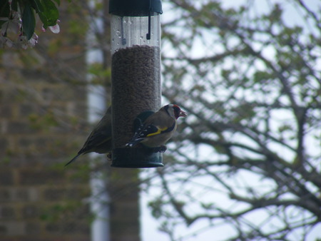 goldfinch eating - goldfinch, feeder, tree, bird