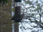 goldfinch eating