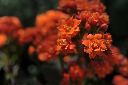 Close up - photografy, orange, flower