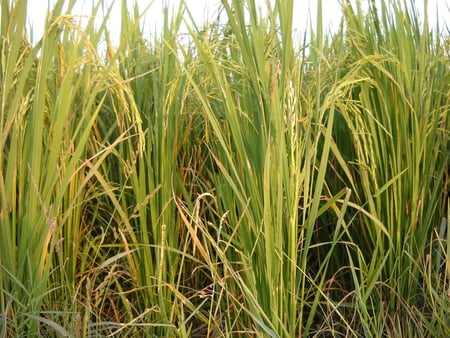 Rice Plants - pic, beautiful