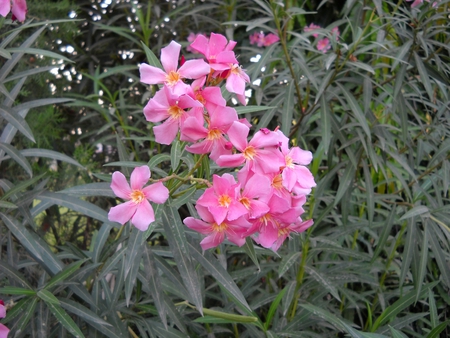 Pink Flowers - pic, new