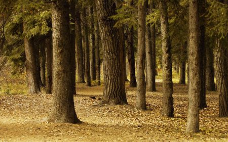 beautiful autumn - trees, nature, beautiful, autumn, forest