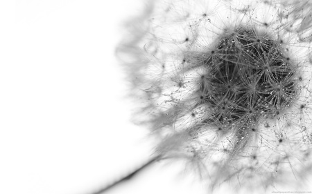 flower - flowers, windows