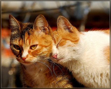 WHEN I NEED YOU... - pets, loving, love, care, felines, passion, touching, cute, cats