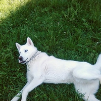 white husky