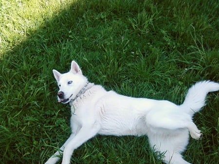 white husky