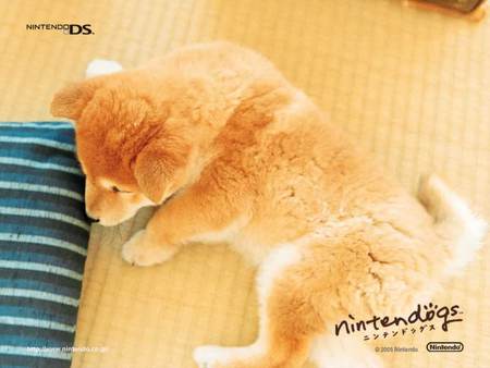 Shiba Inu Nintendogs - nintendogs, nintendo, video games, ds