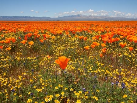 Millions of Poppies  plus  One - field, poppies