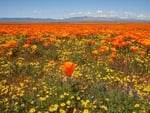 Millions of Poppies  plus  One