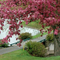 Flowering Tree