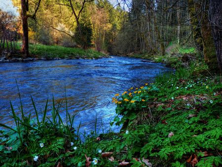 Sumpfdotterblume - river, sumpfdotterblume