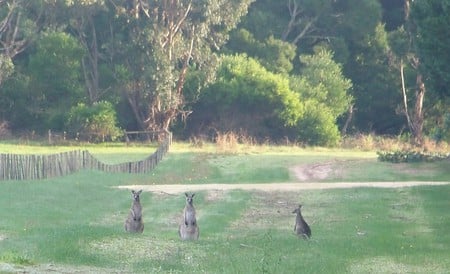 Three Locals - kangaroo, bush