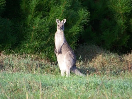 Alert & Watchful - kangaroo, bush