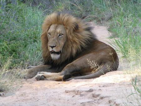 A MALE LION LAYING IN WAITING FOR  WHAT I DONT KNOW - stunning, proud, handsome, majestic