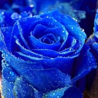 BLU THIS BLUE ROSE IS FOR YOU FROM ME TO YOU