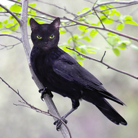 cat-raven