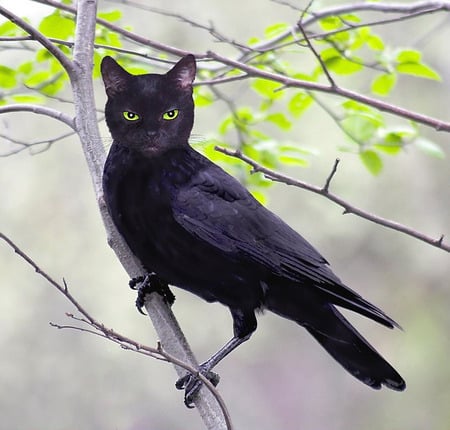 cat-raven