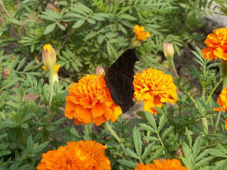 BUTTER FLIES ARE FREE - beautiful butterfly, gorgeous