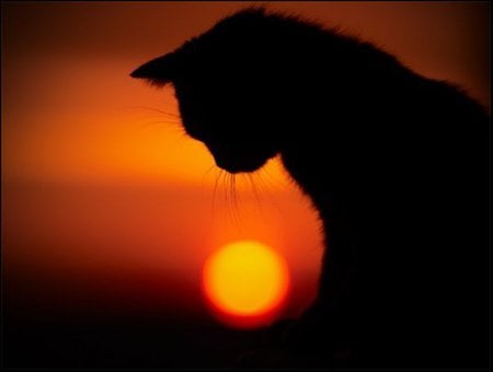 Sunset Kitty - sunset, cat