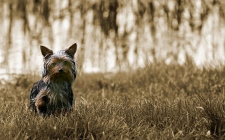 Yorkie - sitting, sepia, yorkie, yorkshire terrier, terrier