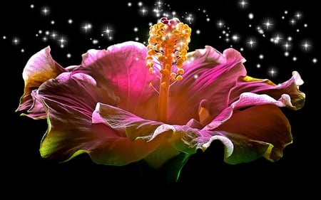 Hibiscus Sparkling Heart - beauty, nature, hibiscus, sparkling, romantic, flowers, lovely, loving