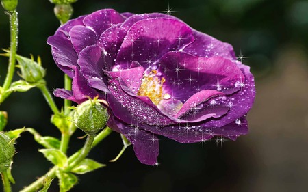 Purple Rose - beauty, sparkling, roses, loving, nature, fractalius, abstract, purple, romantic, flowers