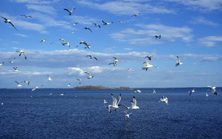 Beautiful Doves - oceans, sky, dove, clouds, blue, beautiful, animals