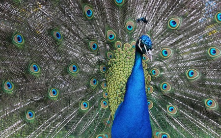 Peacock - peacock, beautiful, animal, wallpaper, bird